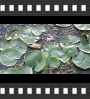 ../pictures/Beaver Marsh/DSCF9058_1_small_icon.jpg